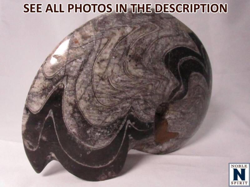 NobleSpirit No Reserve(PA) Natural Goniatite Ammonite, ~ 350 Million Years Old