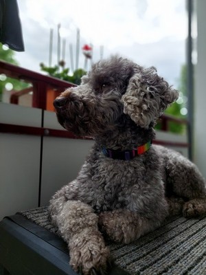 Artikelfoto(s) von einem verifizierten Käufer