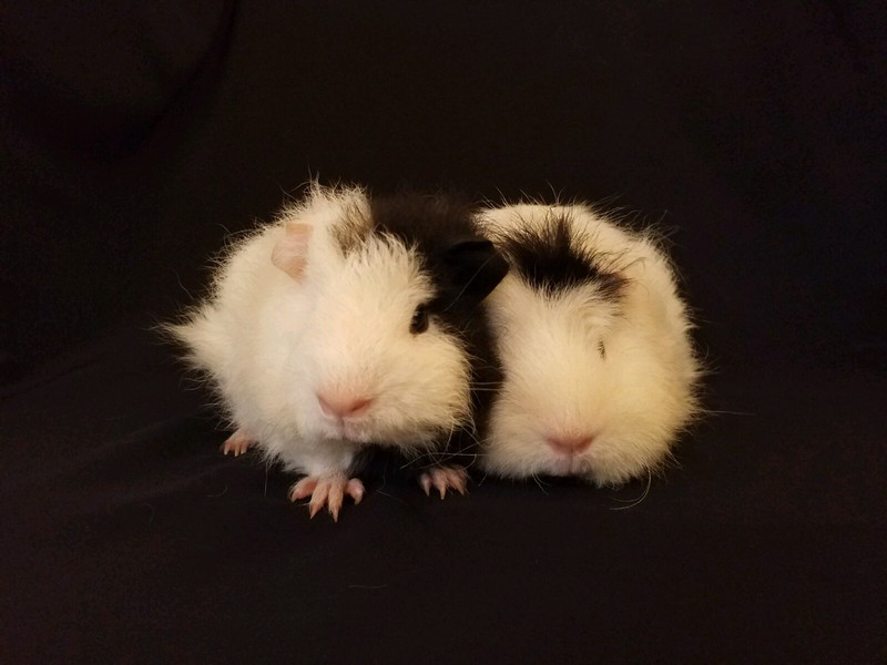 Long Haired Baby Guinea Pigs Other Pets Gumtree Australia