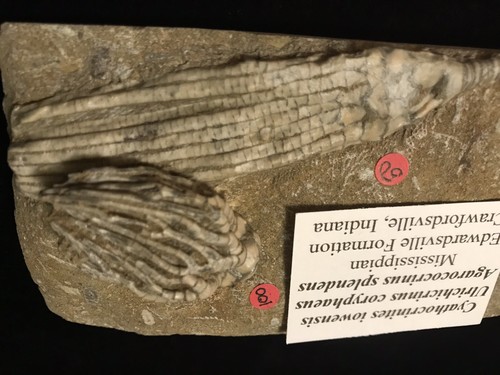 Cute Triple Fossil Crinoid