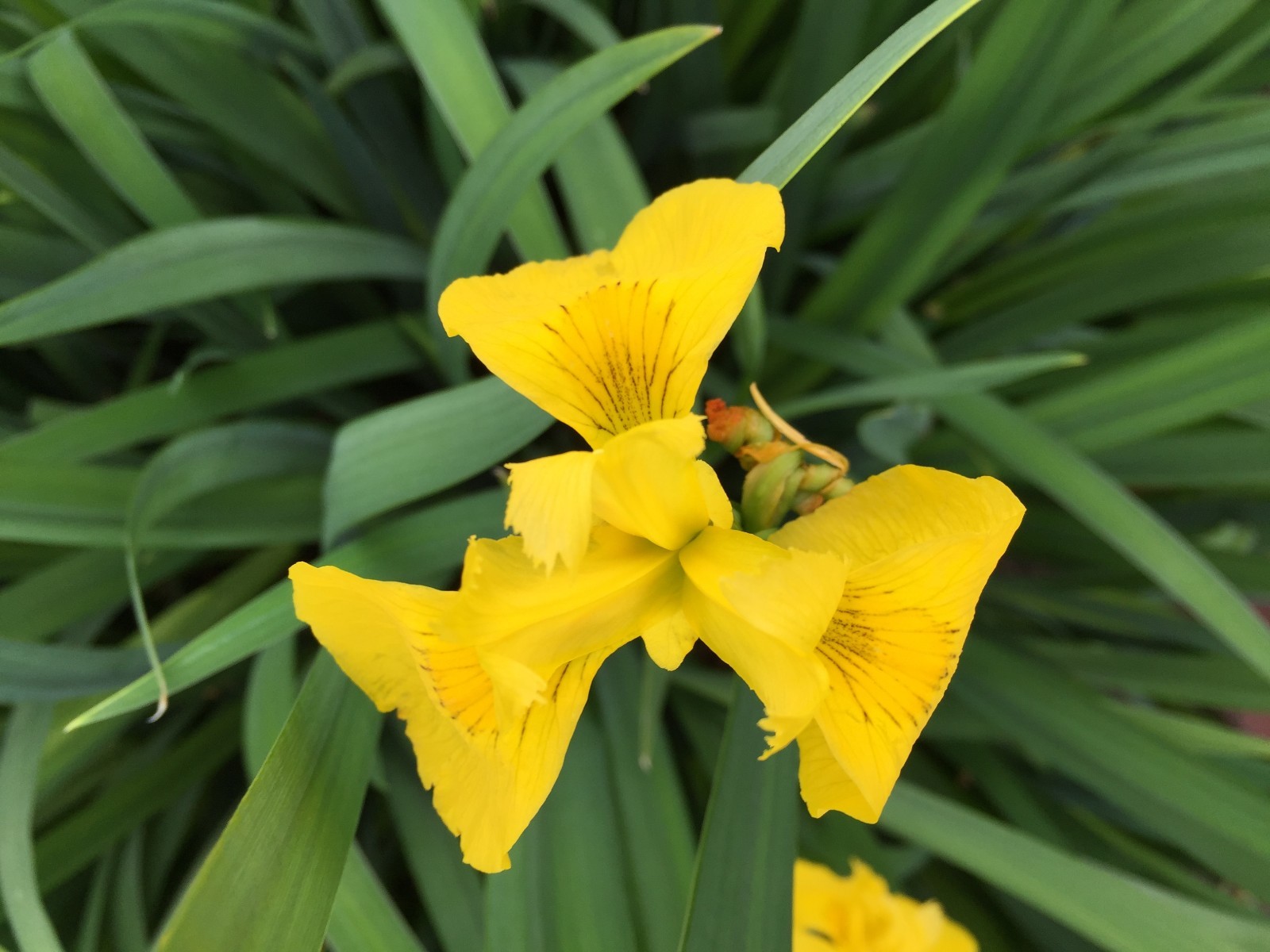 Louisiana Iris 