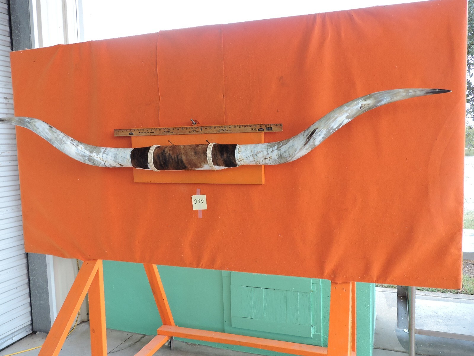 MOUNTED STEER BULL HORNS 7'6" tip-tip   COW BULL HORN LONGHORN 270