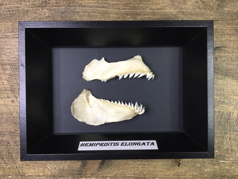 Machoire De Requin Dent De Requin Milandre-Chicor