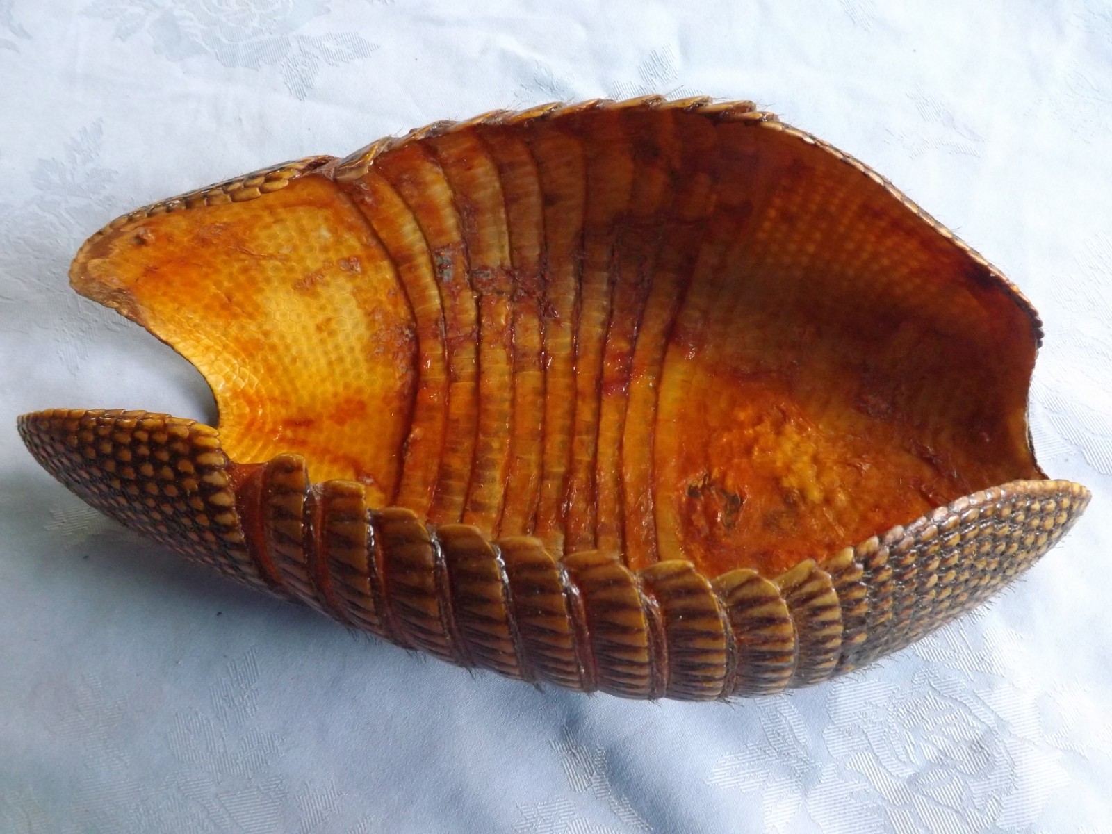 AUTHENTIC ARMADILLO SHELL (  Dasypus novemcinctus )