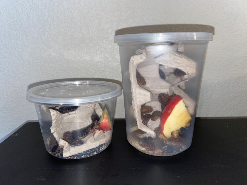 Dubia Roaches Multiple Sizes Free Shipping On All Orders