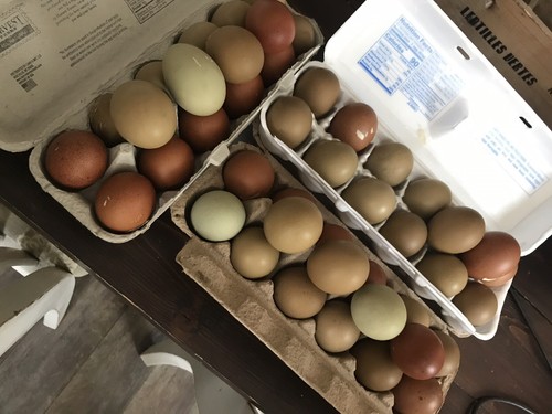 Olive Egger Fertile Eggs 12+
