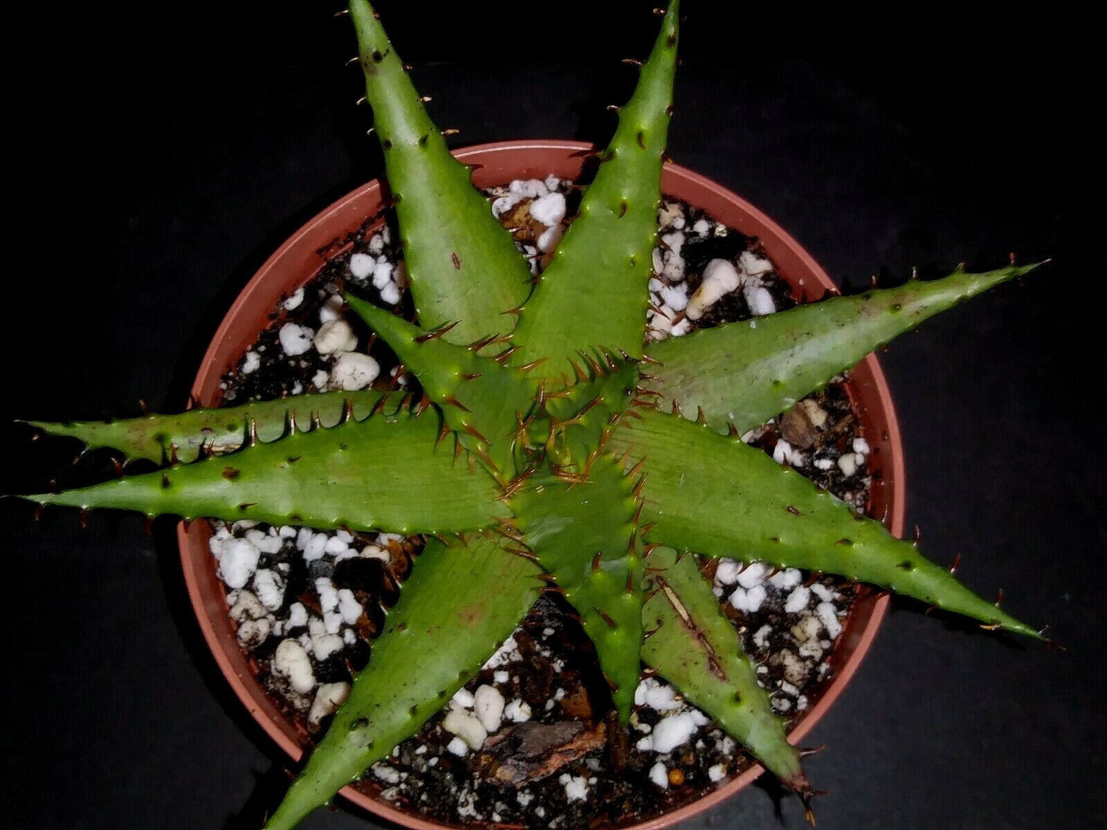 Aloe broomii var. tarkaensis  rare exotic succulent
