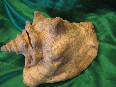 Large Weathered Queen Pink Conch Sea Shell Strombus Lobatus Gigas 8