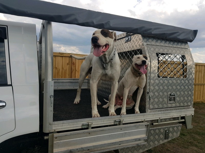 bully cattle pups for sale