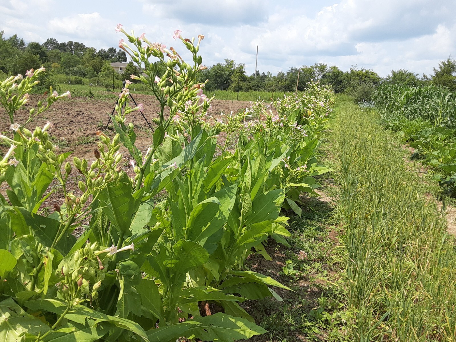 1000 "Great Lakes Gold" Tobacco Seeds FROM MICHIGAN! Organic, Heirloom, non-GMO
