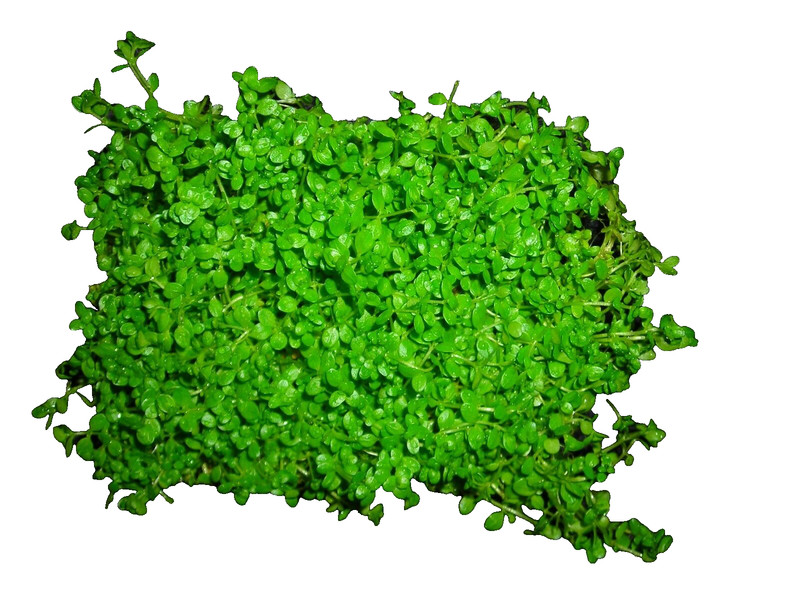 Perlenkraut - Micranthemum Monte Carlo Wasserpflanzen,Aquarienpflanzen  2 StÃ¼Ck