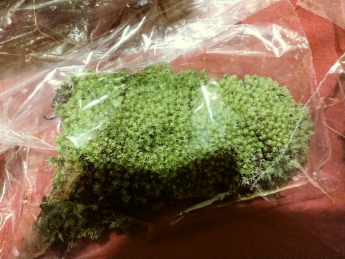 1 Ounce each Usnea Deer lichen Spanish Moss Carpet Moss Bark moss crafts terrari