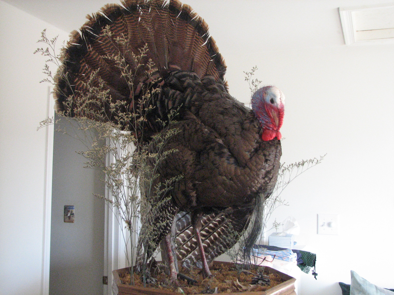West Virginia WILD TURKEY STRUTTING MOUNT PREMIUM TAXIDERMY