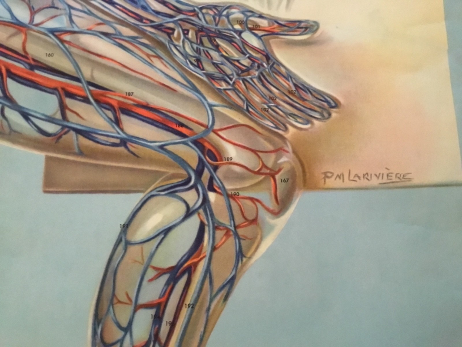 VINTAGE DENOYER GEPPERT PM LARIVIERE ANATOMY SERIES CIRCULATORY SYSTEM PULL DOWN