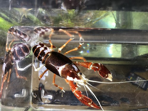 8 (1”+) Ghost Crayfish
