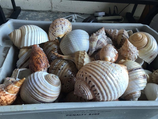sea shells from 15-30cms | Other Home & Garden | Gumtree ...
