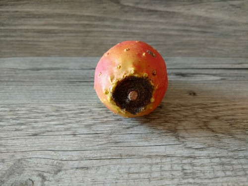 Vintage old  ITALIAN Alabaster CARVED Stone FRUIT CACTUS Prickly Pear Agostani