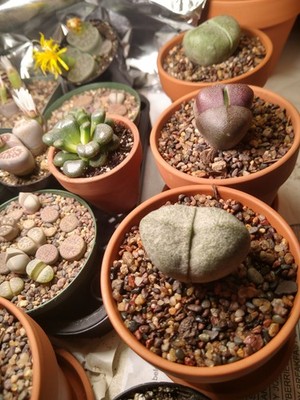 Zdjęcia przedmiotu od zweryfikowanego kupującego