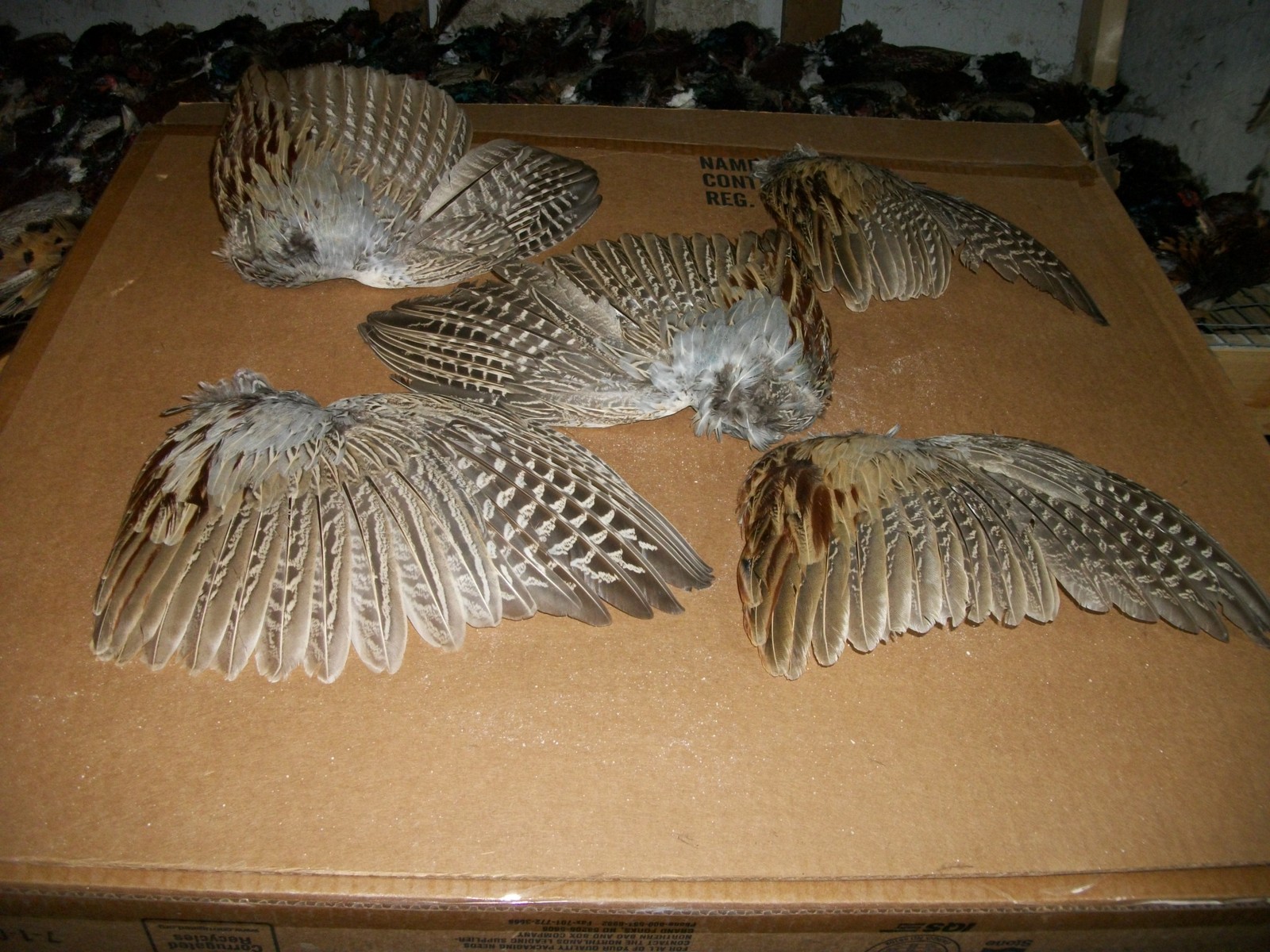 5 fanned pheasant wings feathers dog training crafts fly tying native art dried