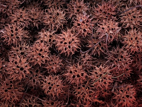 100 Sweet Gum Sweetgum Tree Balls Seed Pods DIY Arts Crafts Hand picked w/ stems