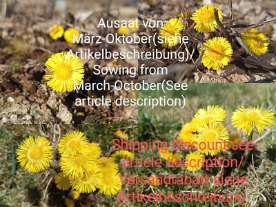 Huflattich, Tussilago farfara, coltsfoot, 100 seeds, samen, Frühblüher