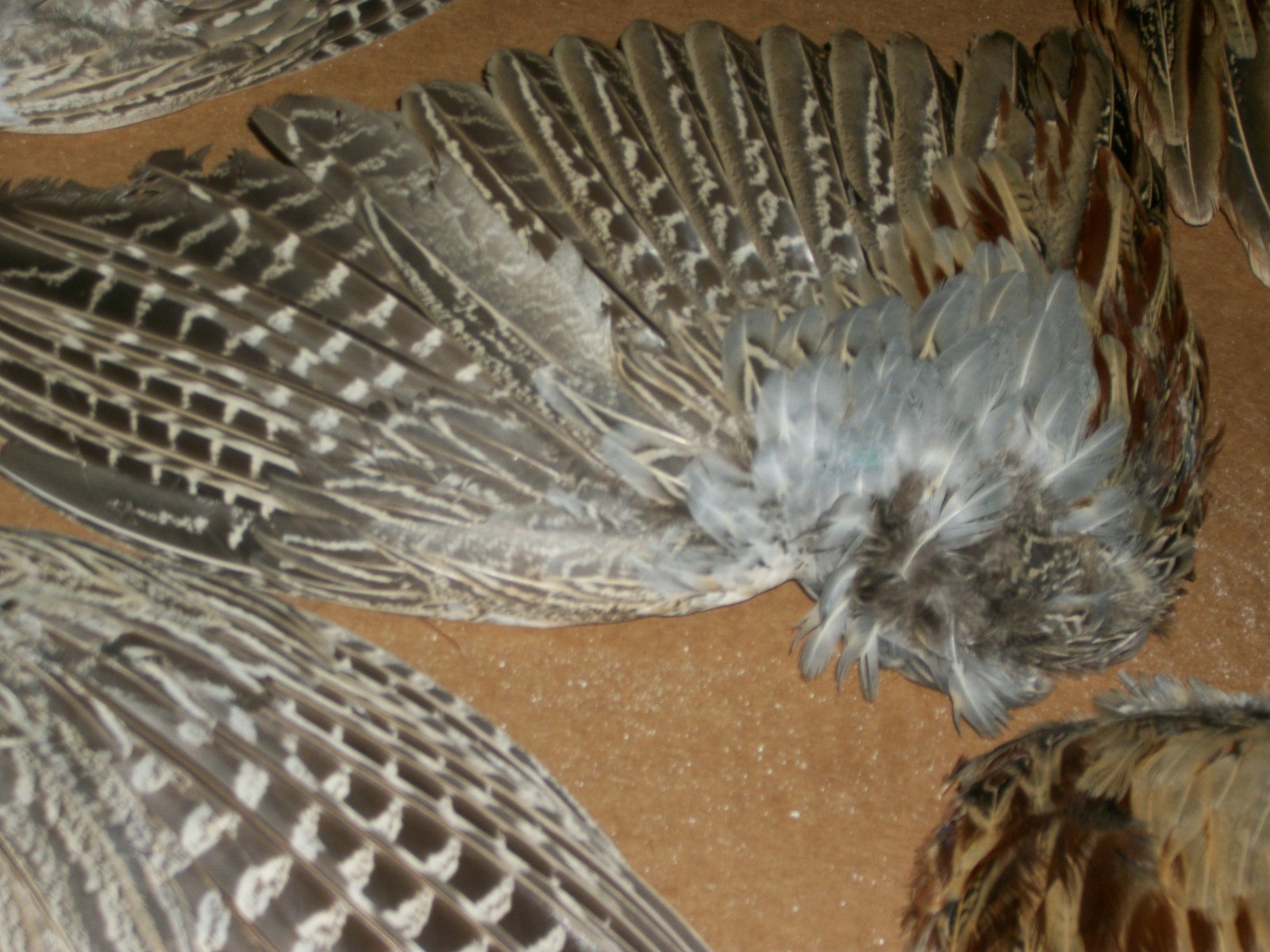 5 fanned pheasant wings feathers dog training crafts fly tying native art dried