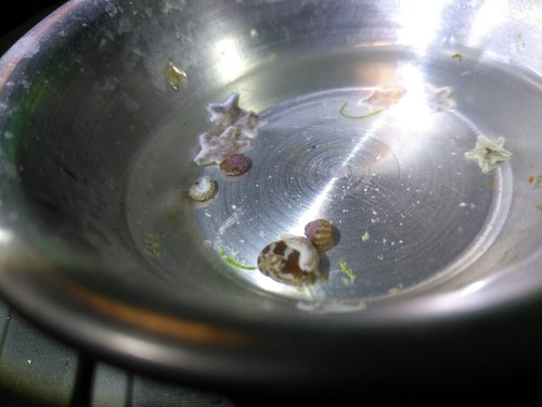 100+ Live Asterina Starfish ## Reef clean up cuc easy algae harlequin shrimp