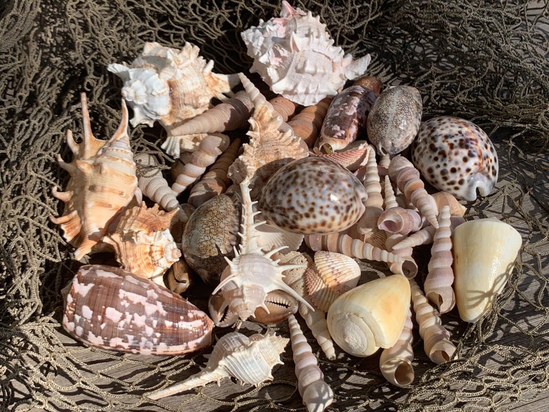 Large Beautiful Seashells Sea Shells 1 Kilo Best Value &