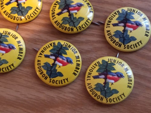 6 Vintage National Audubon Society Junior Member Pinback Button Pin Bluebird USA