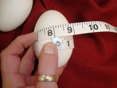 5 Large Fresh BLOWN GOOSE EGGS 8