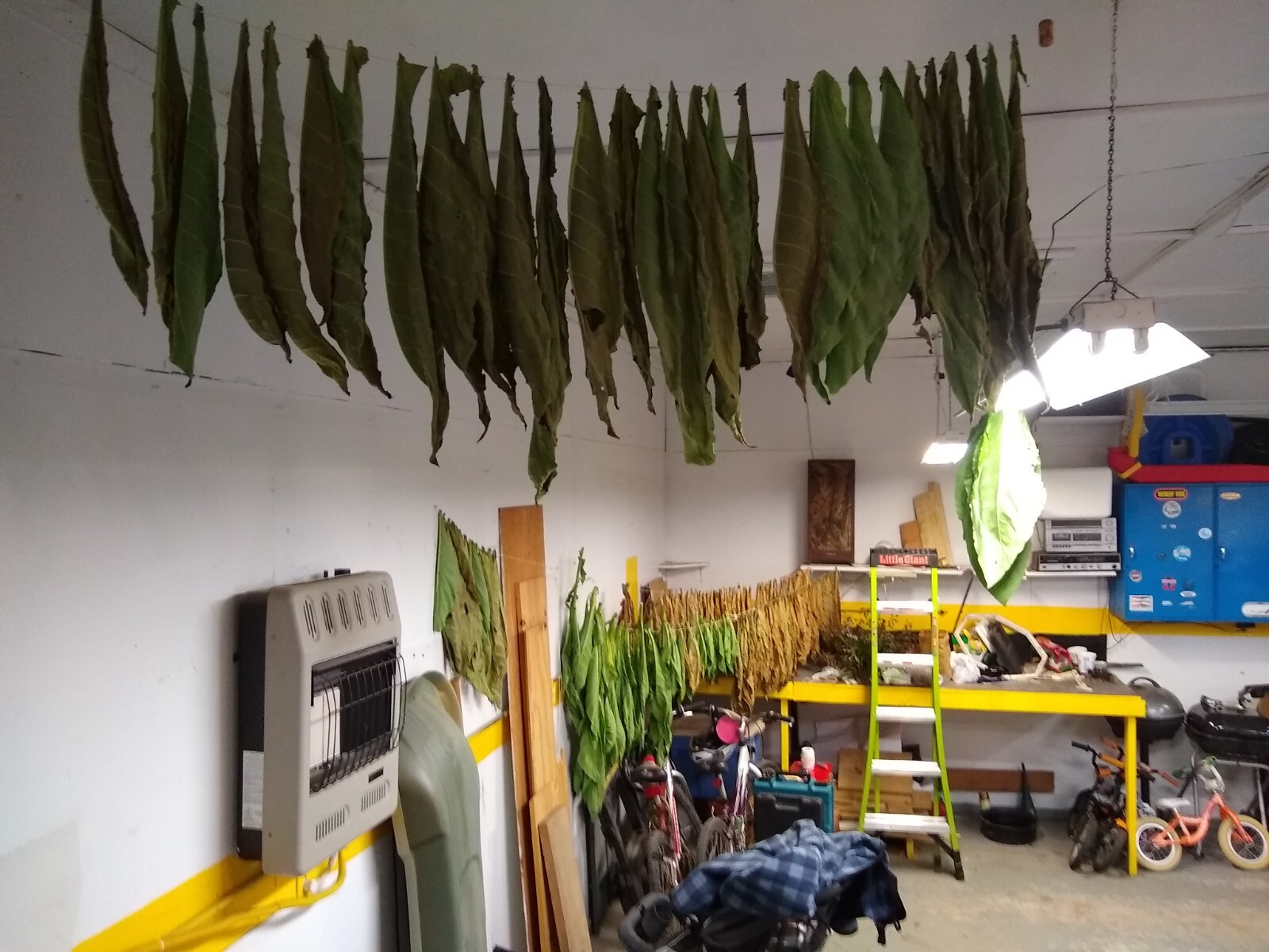 1000 "Great Lakes Gold" Tobacco Seeds FROM MICHIGAN! Organic, Heirloom, non-GMO