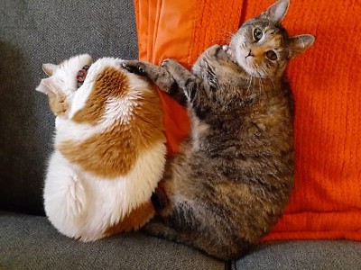 Artikelfoto(s) von einem verifizierten Käufer