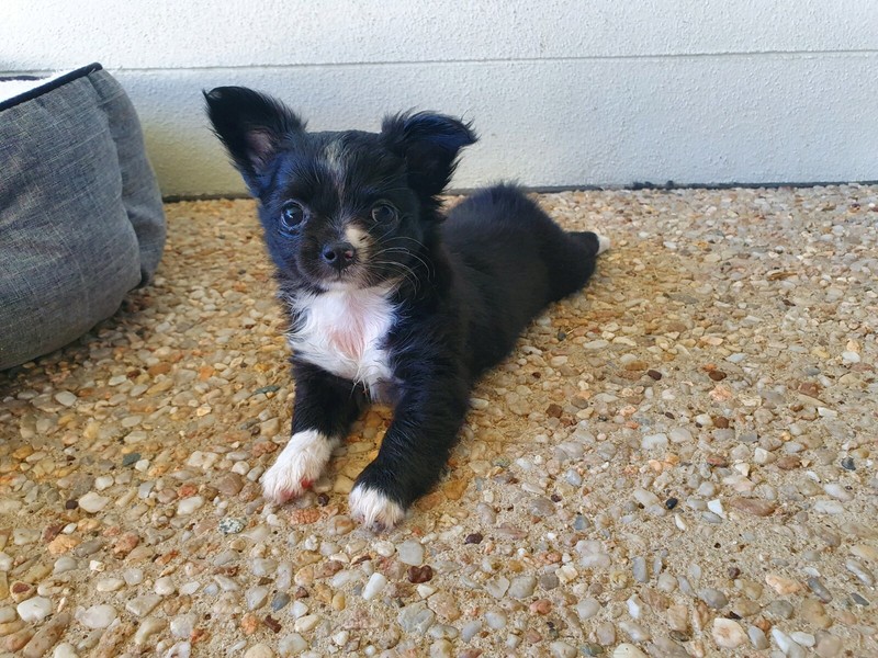 Purebred Long Haired Chihuahua Puppies For Sale