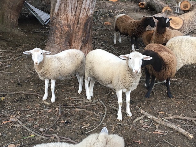 Sheep for sale Livestock Gumtree Australia Coffs 