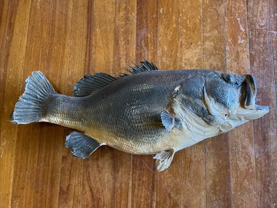 Fish Vintage Skin Mount