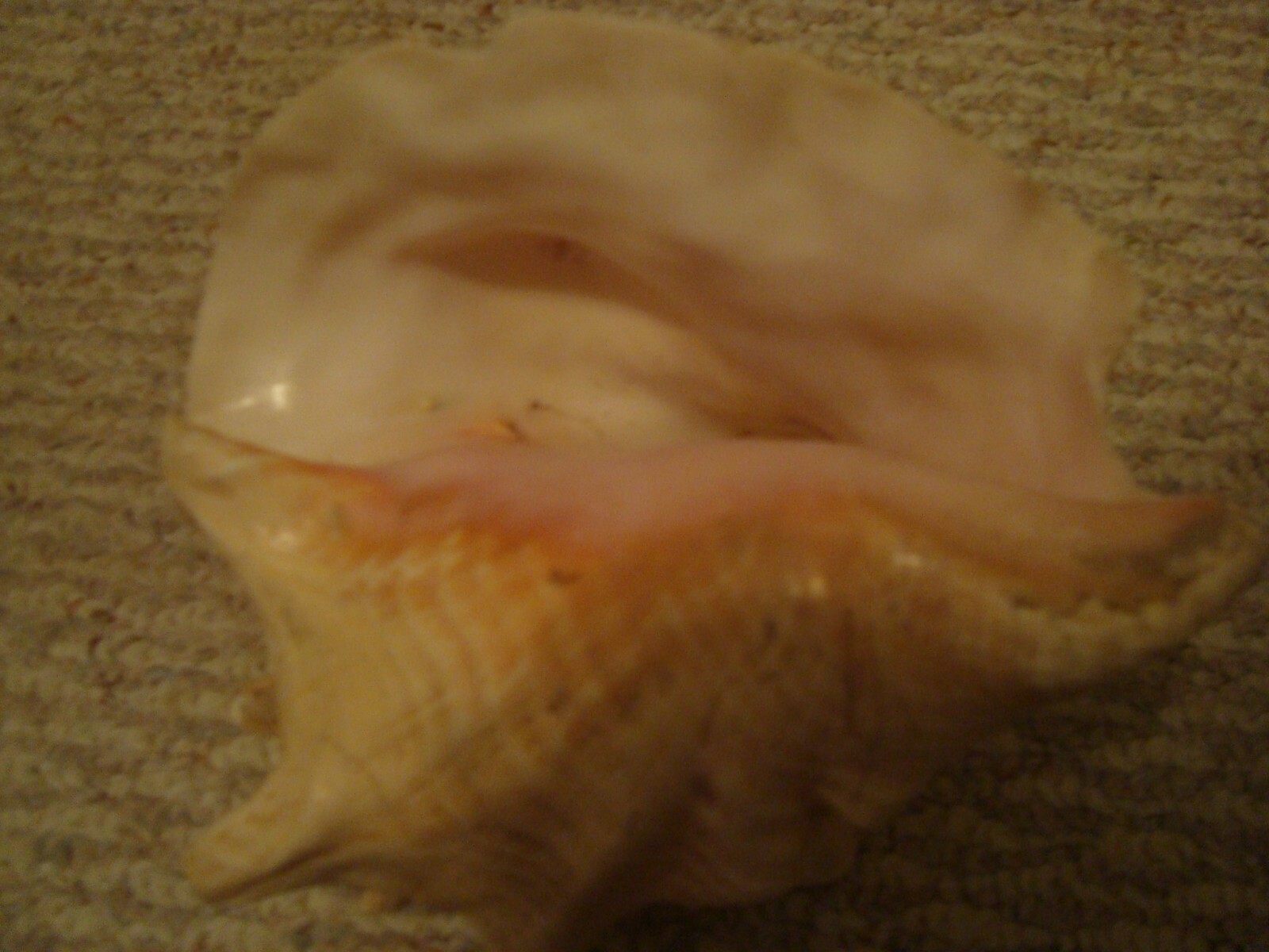 Conch Shell Gulf of Mexico FL. Off Cape Sand Blas Northern Panhandle Florida