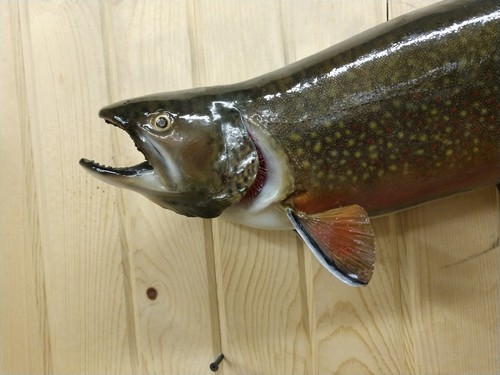 HUGE BROOK TROUT MOUNT TAXIDERMY FISH FISHING CABIN DECOR  BROOK RAINBOW SALMON