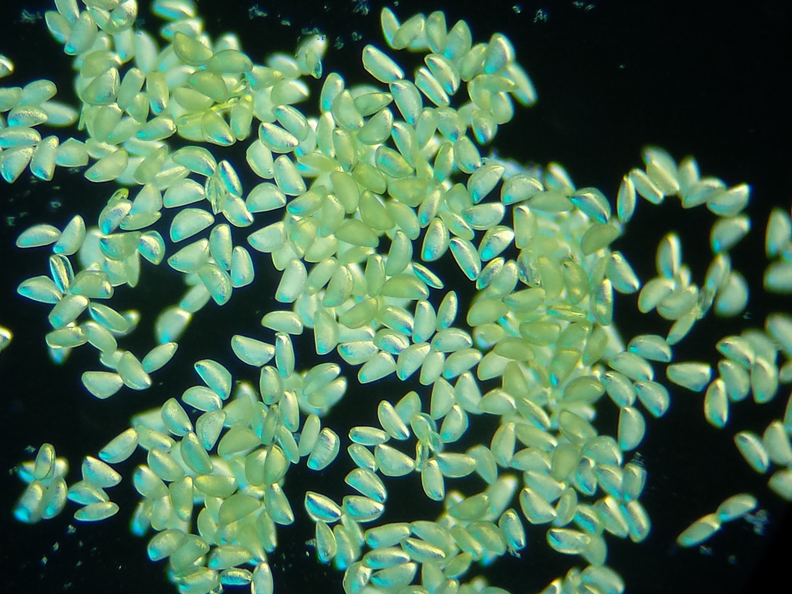 Microscope 32mm Rheinberg Filters Set With Darkfield Lighting - Marvelous Set!!!