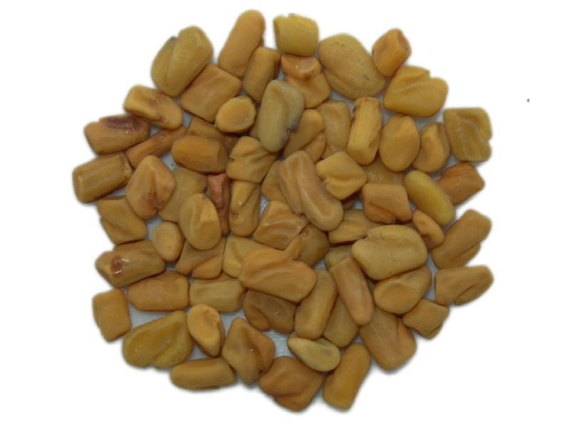 Fenugrec - Trigonella Foenum Graecum (Engrais Vert) Sem05