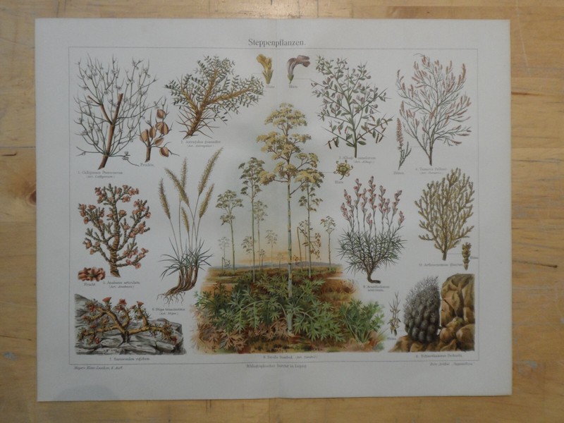 Orig.(1908) Chromolithographie Steppenpflanzen Sumbul Anabasis Alhagi