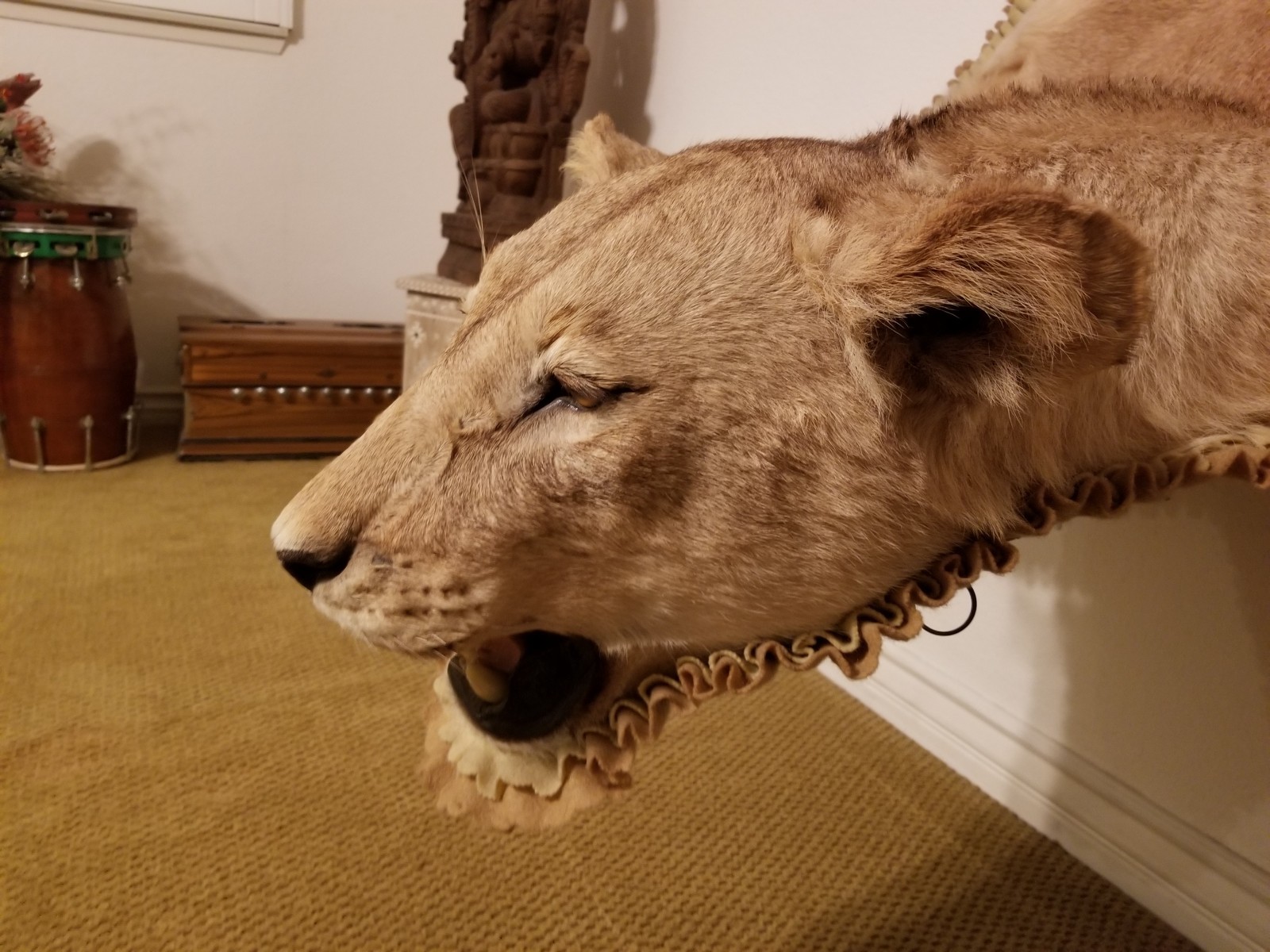 Full Size Lioness Taxidermy Rug Mount