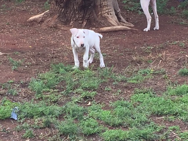 bully cattle pups for sale