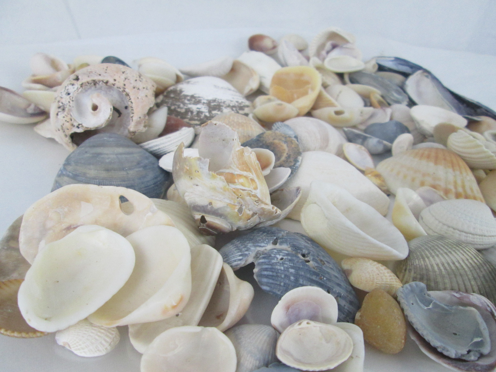 Real Beach Shells Lot Crafting / Aquarium / Dioramas / Displays Decoration Beach