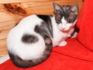 munchkin cat gumtree