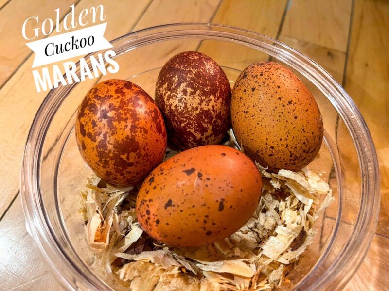 Golden Cuckoo Marans Hatching Eggs 12+ NPIP.   PRESALE!!!!!