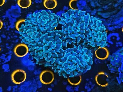 Single Head Teal Green Hammer Coral - High Voltage Corals