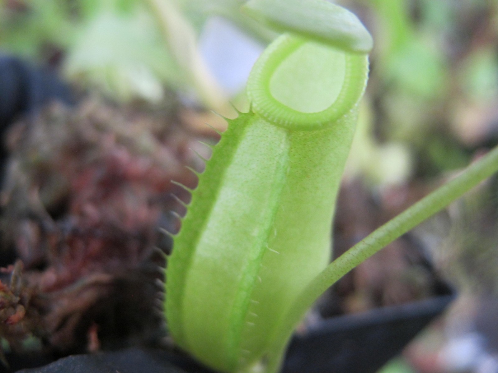 Carnivorous Nepenthes Hybrid Spectabilis x Talangensis BE-3769 Scarce W51