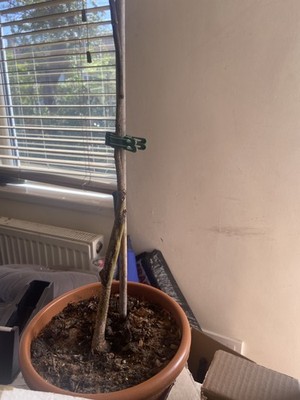 Fotos del artículo de un comprador verificado