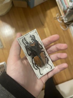 Item photo(s) from verified buyer