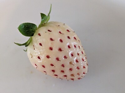 Hawaiian Pineberry 10 LIVE PLANTS Strawberry Pineapple BareRoots Organic Fruit